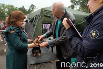 Выставка ЙОРКШИРСКИХ ТЕРЬЕРОВ ранга ПК г. Пермь