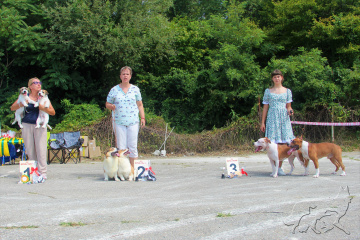 Выставка собак всех пород ранга САС "Зеленый остров" г. Туапсе