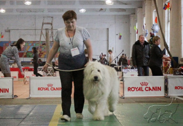 Региональная выставка собак всех пород ранга САС-КЧФ г. Кунгур 'Новогодний карнавал-2014'