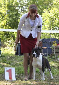 ЗАКРЫТОЕ ЗООТЕХНИЧЕСКОЕ МЕРОПРИЯТИЕ для породы американский стаффордширский терьер ПООЛС