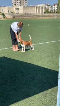 Выставка БИГЛЕЙ ранга КЧК г. Севастополь