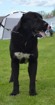 Всероссийская выставка собак всех пород ранга САС ЧФ Иваново